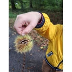 Naar het bos