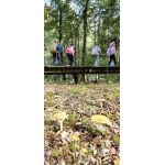 Het bos 🍁