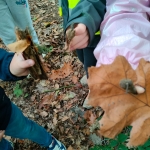 bosleerwandeling en park- en bosspelen