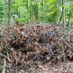 bosleerwandeling en park- en bosspelen